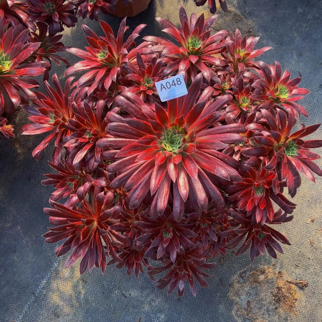 孔雀多肉植物048