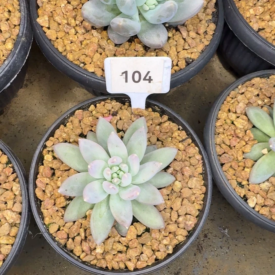 波光88888888888888