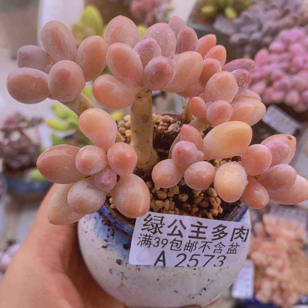 香水手指奶8cm2573多肉植物