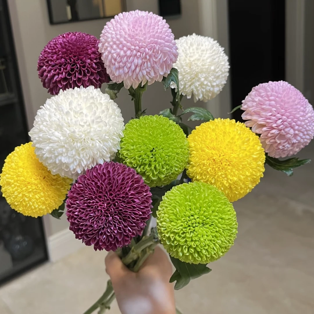 【A级乒乓菊10枝】（任意三件包邮）未拍保温棉，冻伤不售后