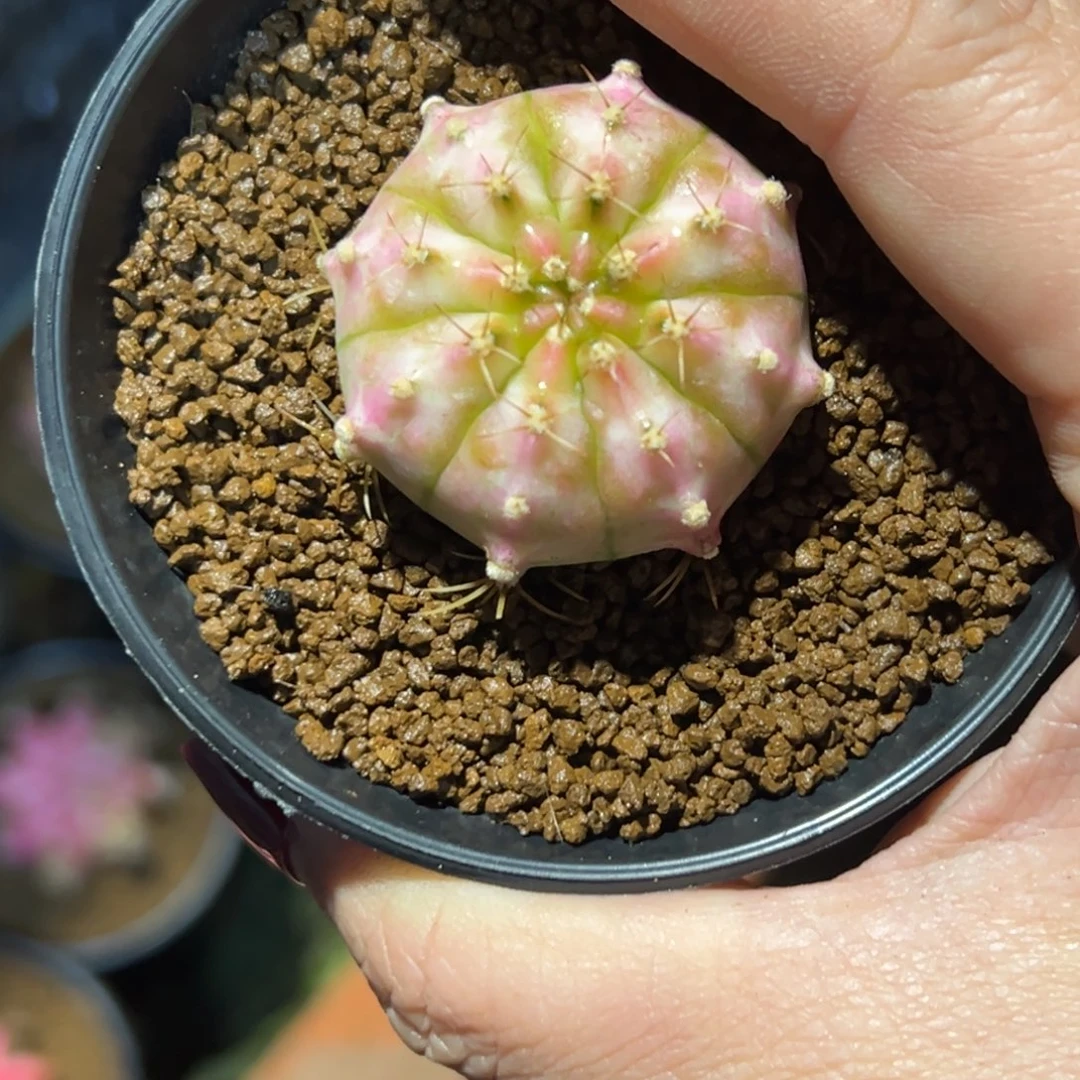 野*泰系侧芽，轮回，带盆土发货