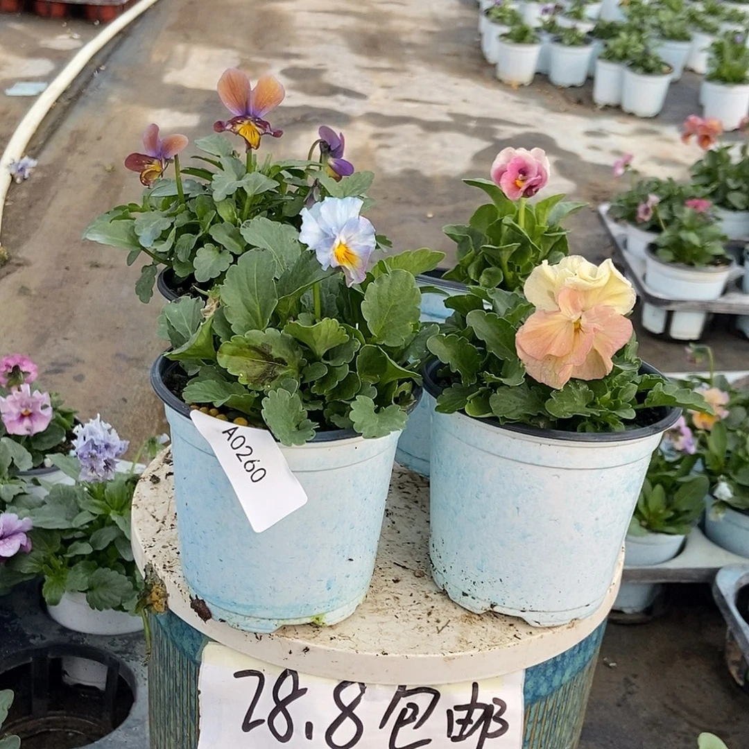 大部分花苞少量开放260