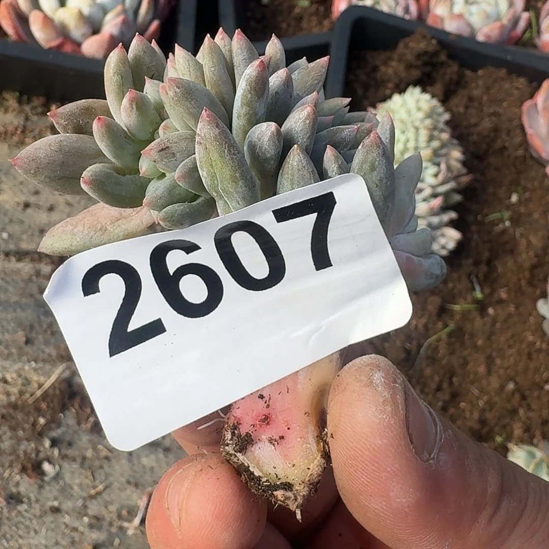 维*Q2839393939393933