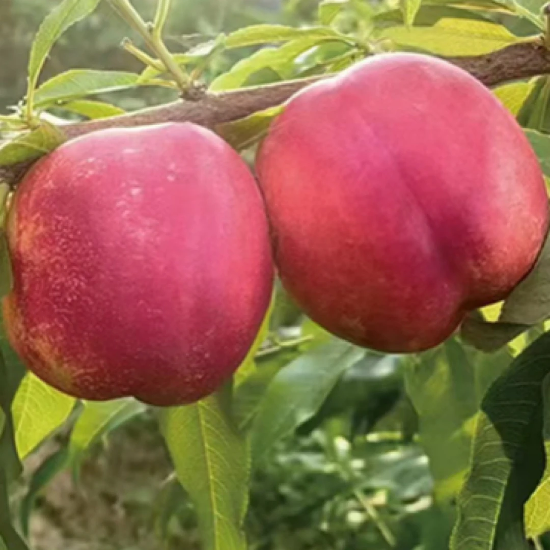 高糖6-26（二级苗）