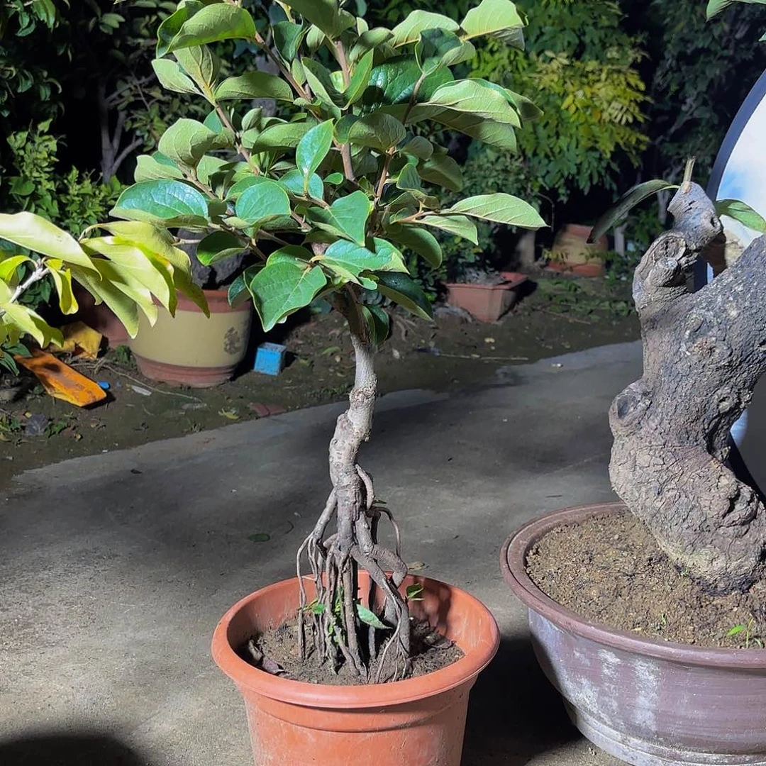 完全开放柿子树盆景盆栽植物