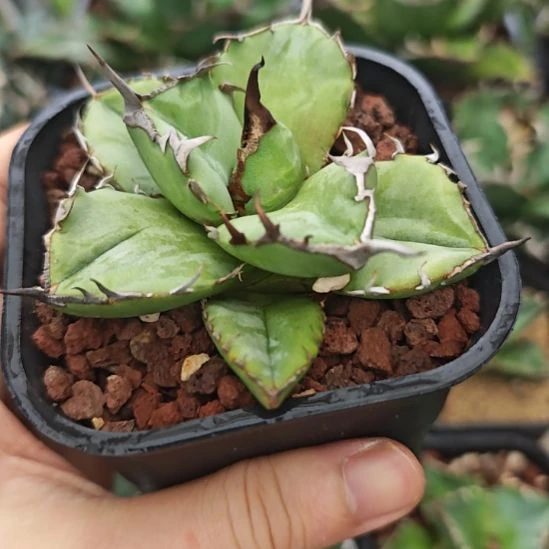 海豹仁王冠龙舌兰