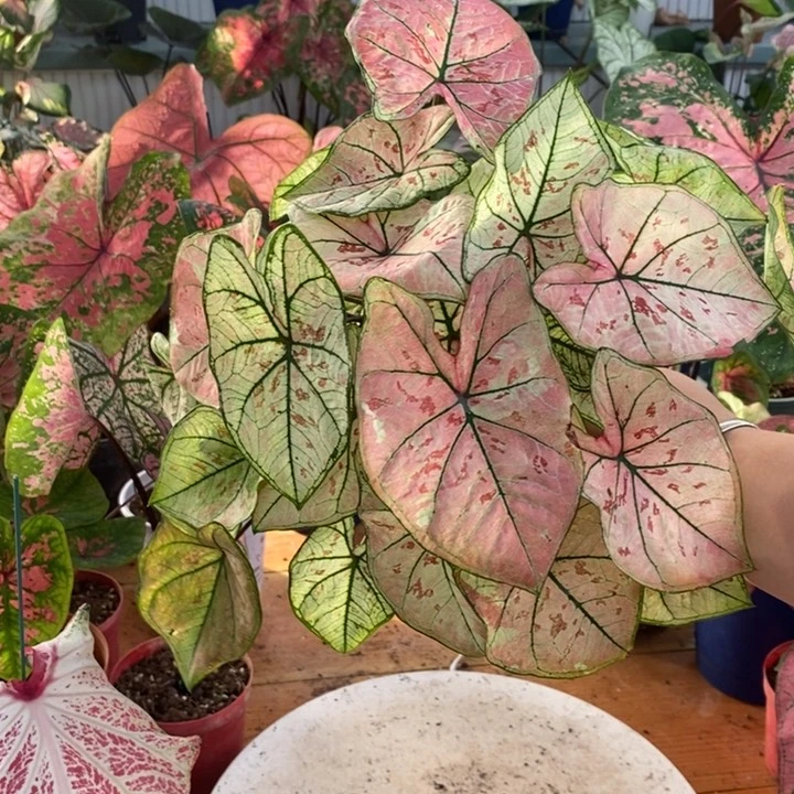 完全开放彩叶芋草莓