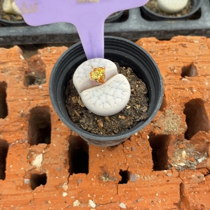 静***心生石花的季节到721