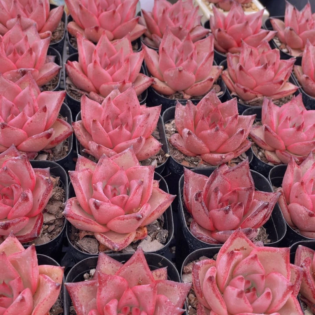 量拍33号 宽叶罗密欧金牛座单头一个