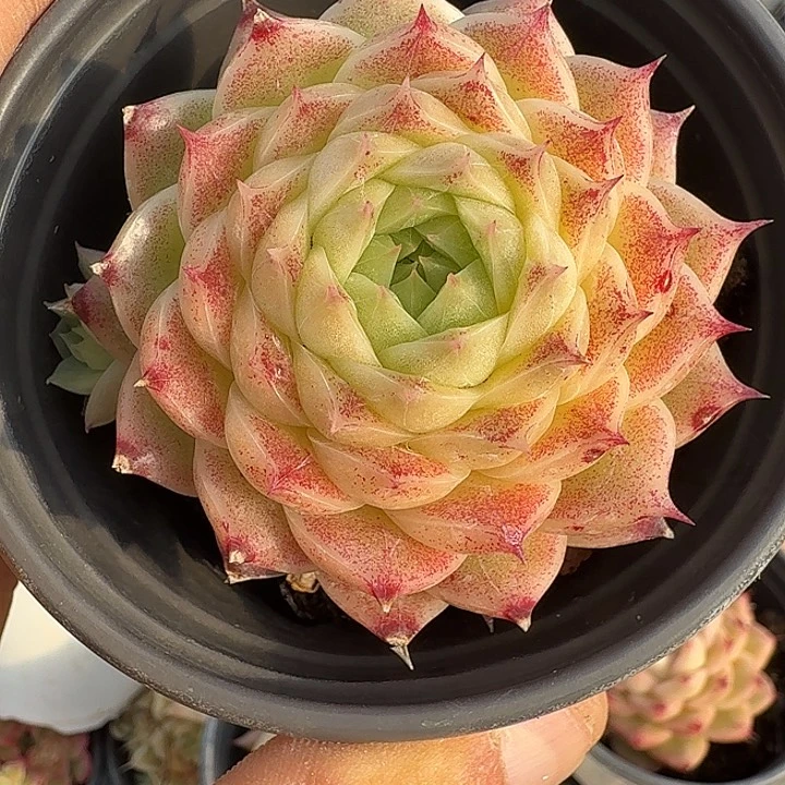 0122-29 麦秆优选