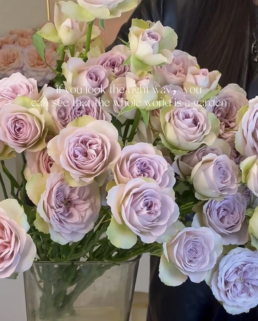 巴黎圣母院 新品月季玫瑰花苗勤花丰花灌木阳台庭院盆栽地栽植物