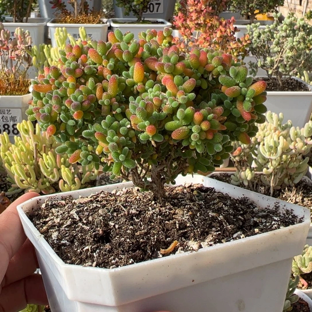 5-486枝干番杏蜜橘糖球老桩冠幅10厘米左右