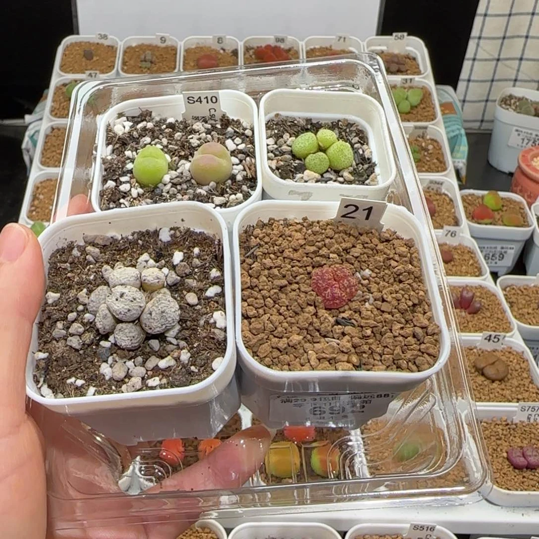 加**椒肉锥多肉植物百科-699