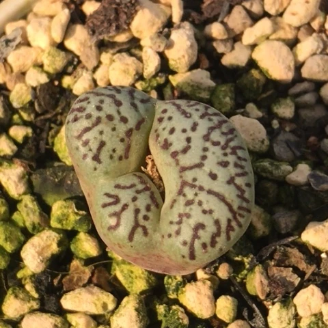 多肉肉锥 墨小锥怪