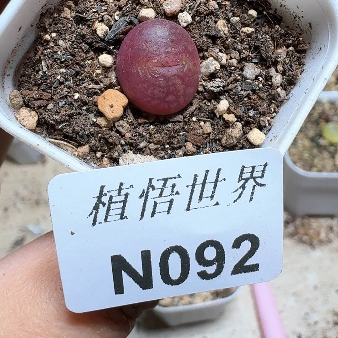 冰*檬092号draw哇吃多肉植物哇