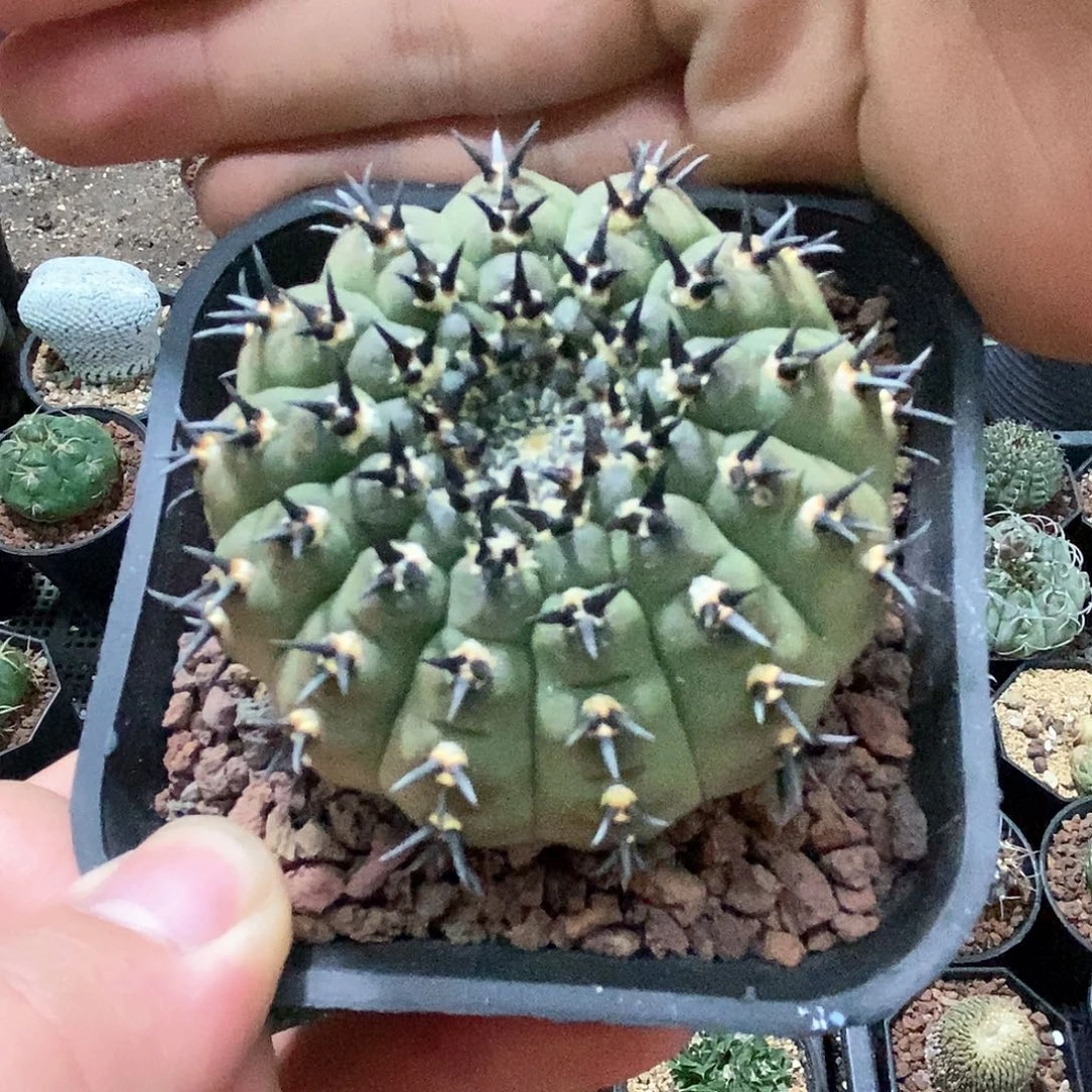 燃*。孤品实生特选株短豪刺黑刺风头