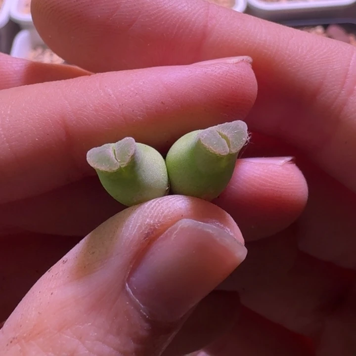 54号双头奶瓶一物一拍