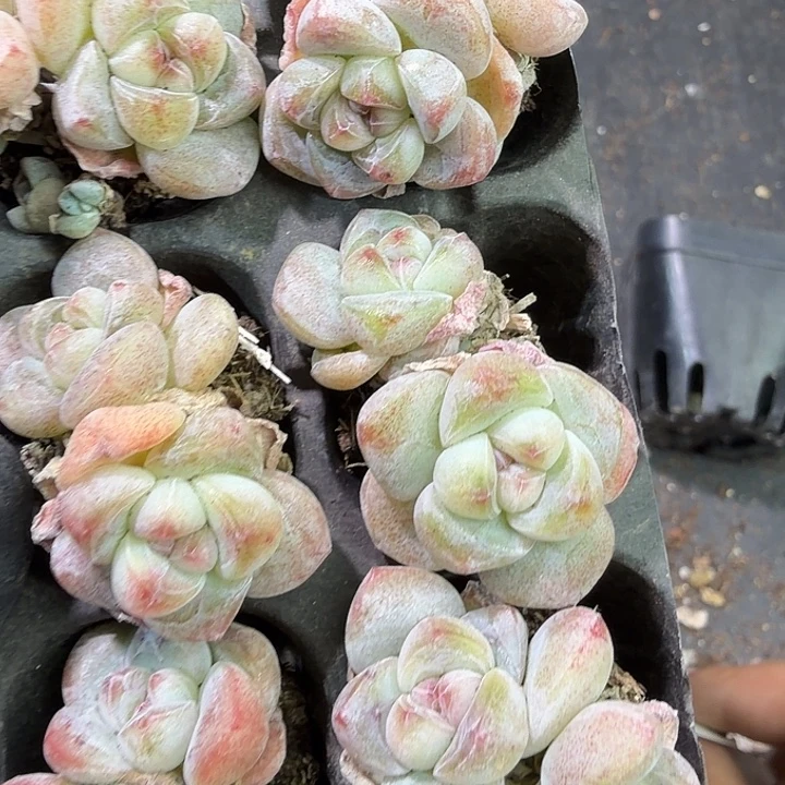 110 号到手1框江北多肉