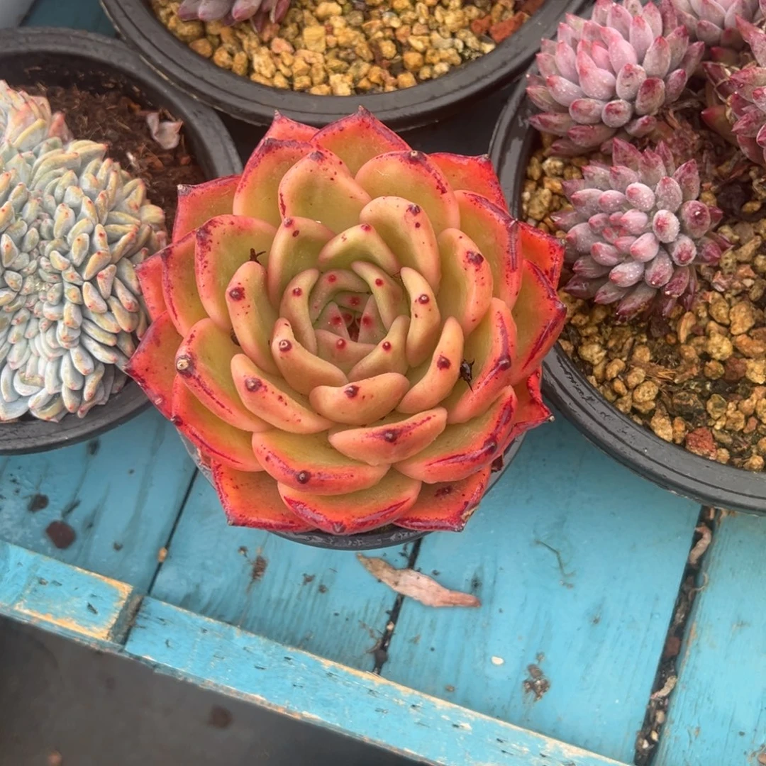 精品多肉植物老桩