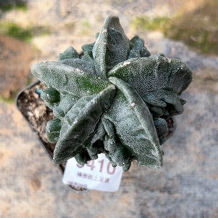 9410号七厘米左右实生银沙核桃鸾