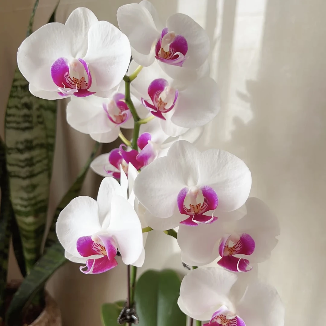 雪玉两支花剑蝴蝶兰 年宵花盆栽花卉多年生室内阳台易养护爆花强