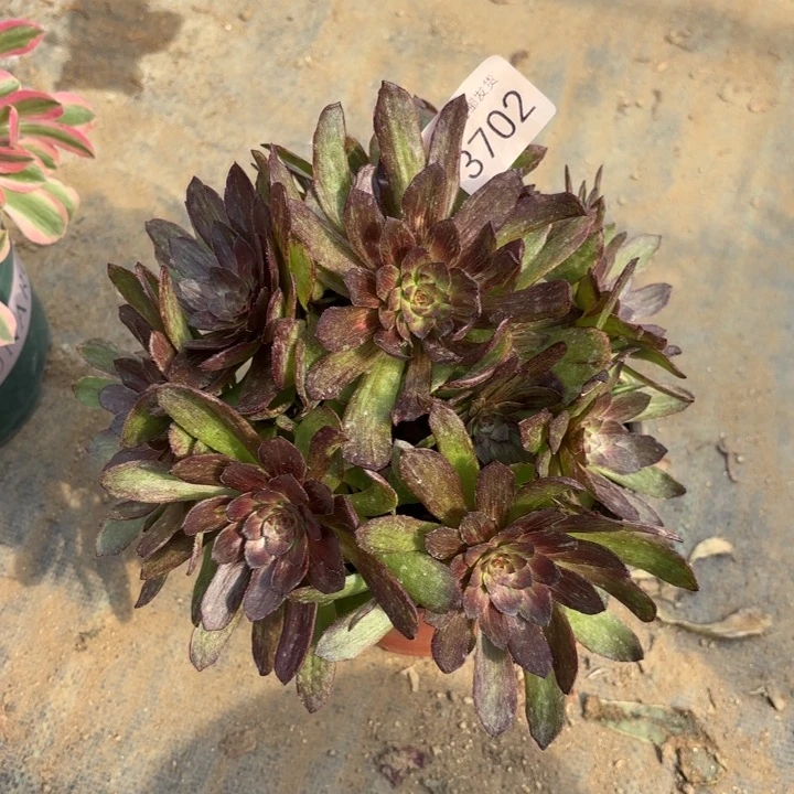 红丝绒多肉法师3702