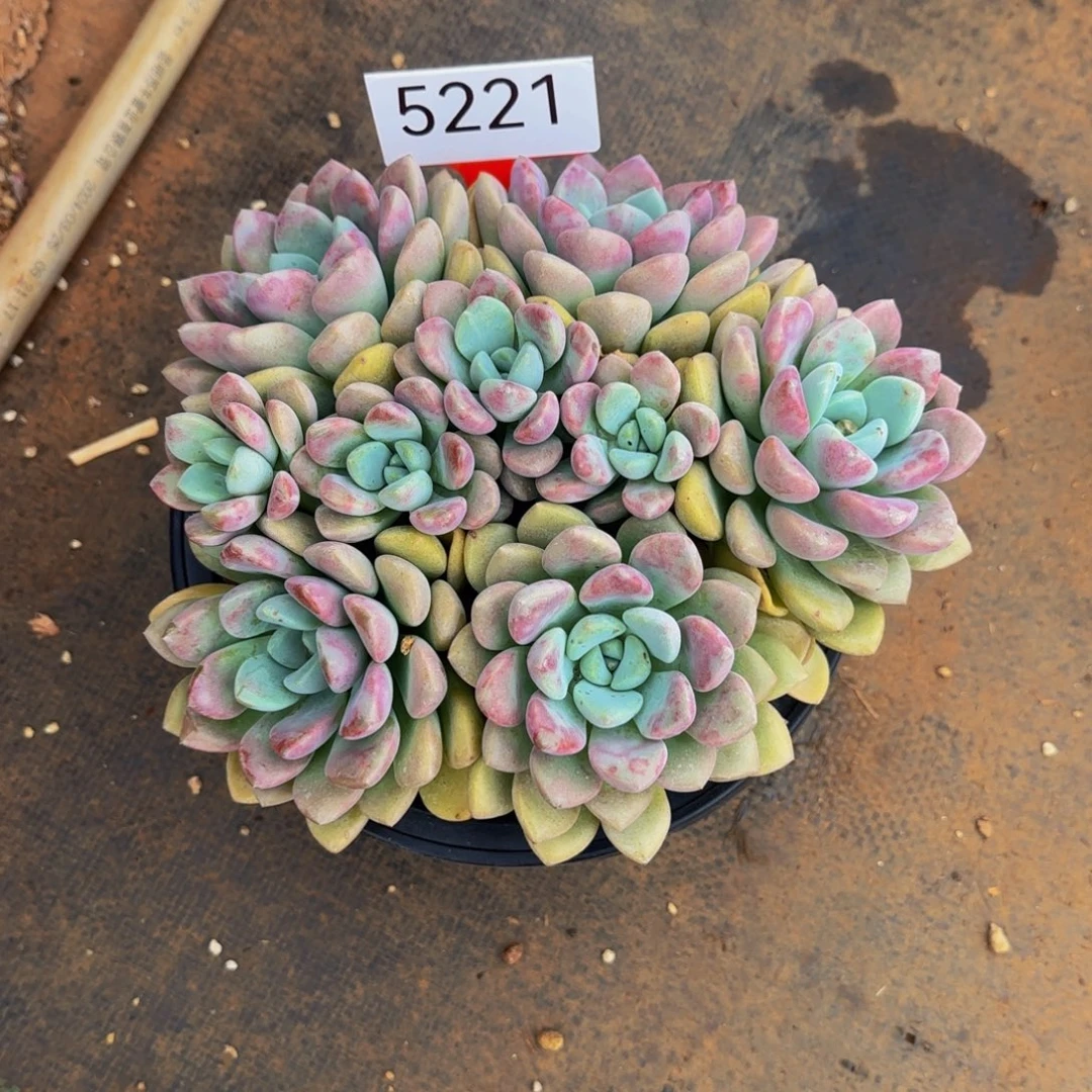 糖***豆花斑鹿5221号111111