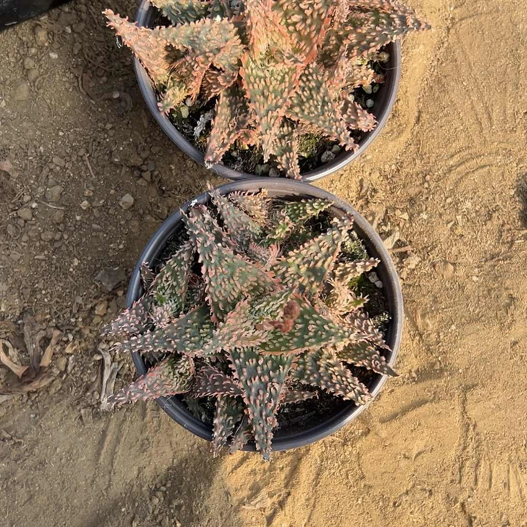 ****下多肉植物多肉植物