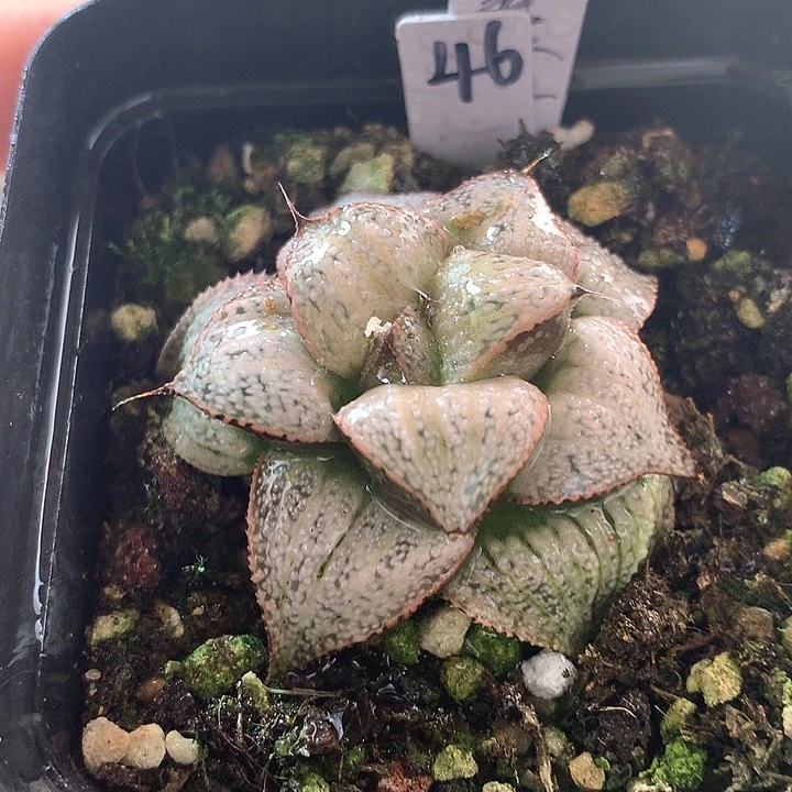 46号泰姬陵带盆土