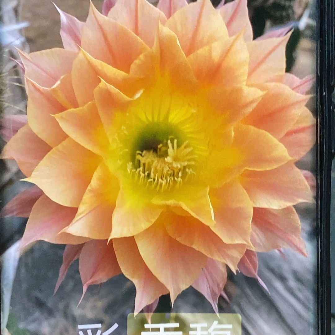 彩 香馥侧芽歪20包邮/5公分