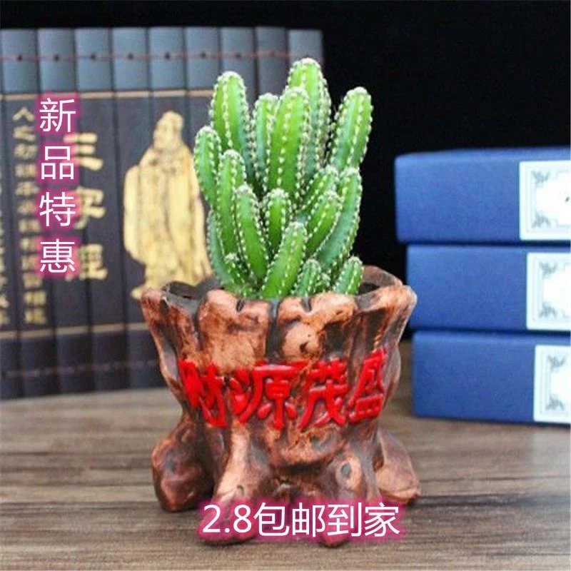 品牌折扣万重山植物仙人球电脑花卉盆栽室内仙人掌好养爆盆的四季