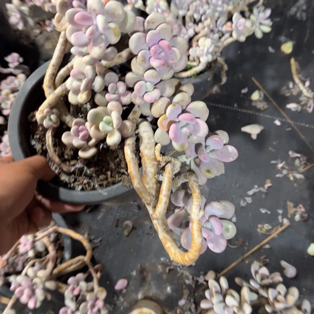 9.9老庄桃蛋多肉植物