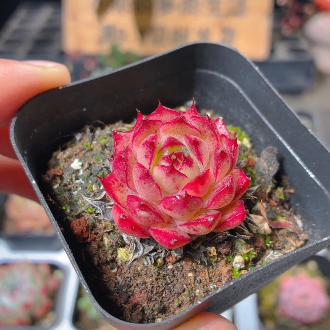 超新星多肉9.9包邮发货