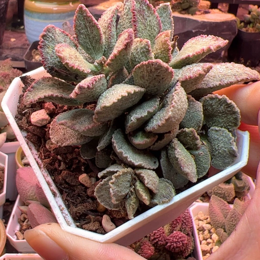 一物一拍，感谢支持