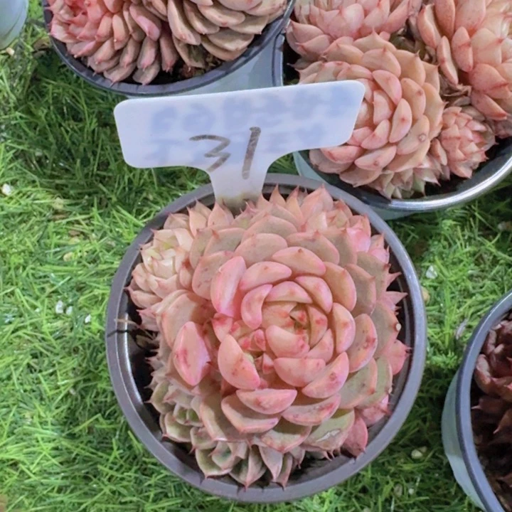 健健康康平平安安