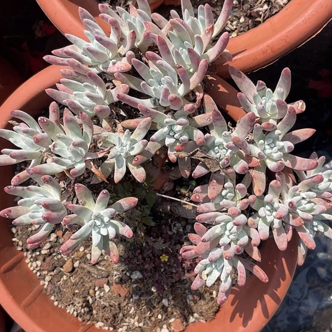 【闪购商品】法瑞杂白菊