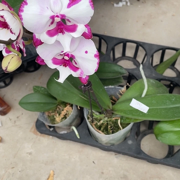 如***˗完全开放处理大麦町3.5寸带花介意消苞勿拍