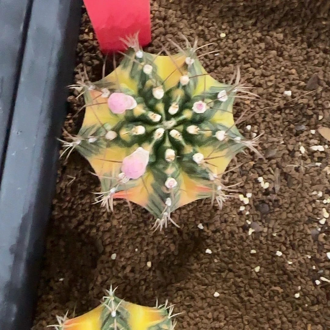 L507-1221泰国发货 太阳后裔