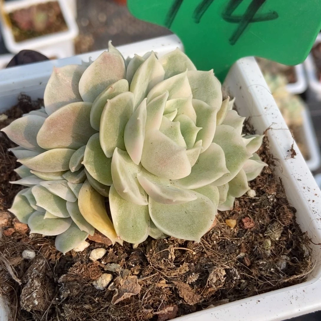 914昂锦多肉植物保护