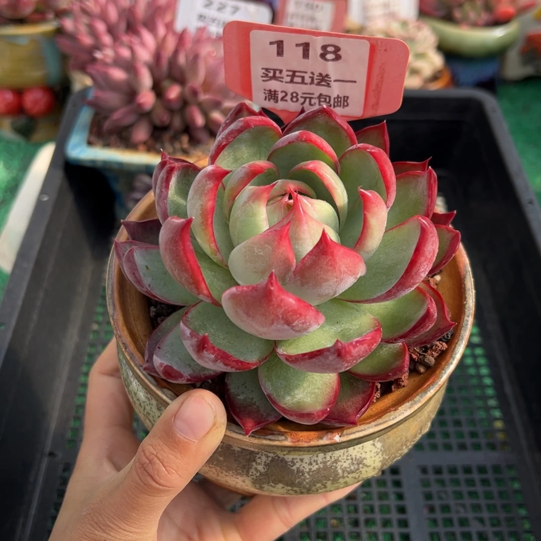 表妹精品多肉植物118.