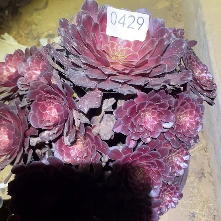 晓*多肉植物法师429黑铜壶中班