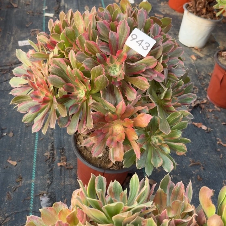 墨***️光辉多肉植物不包损943