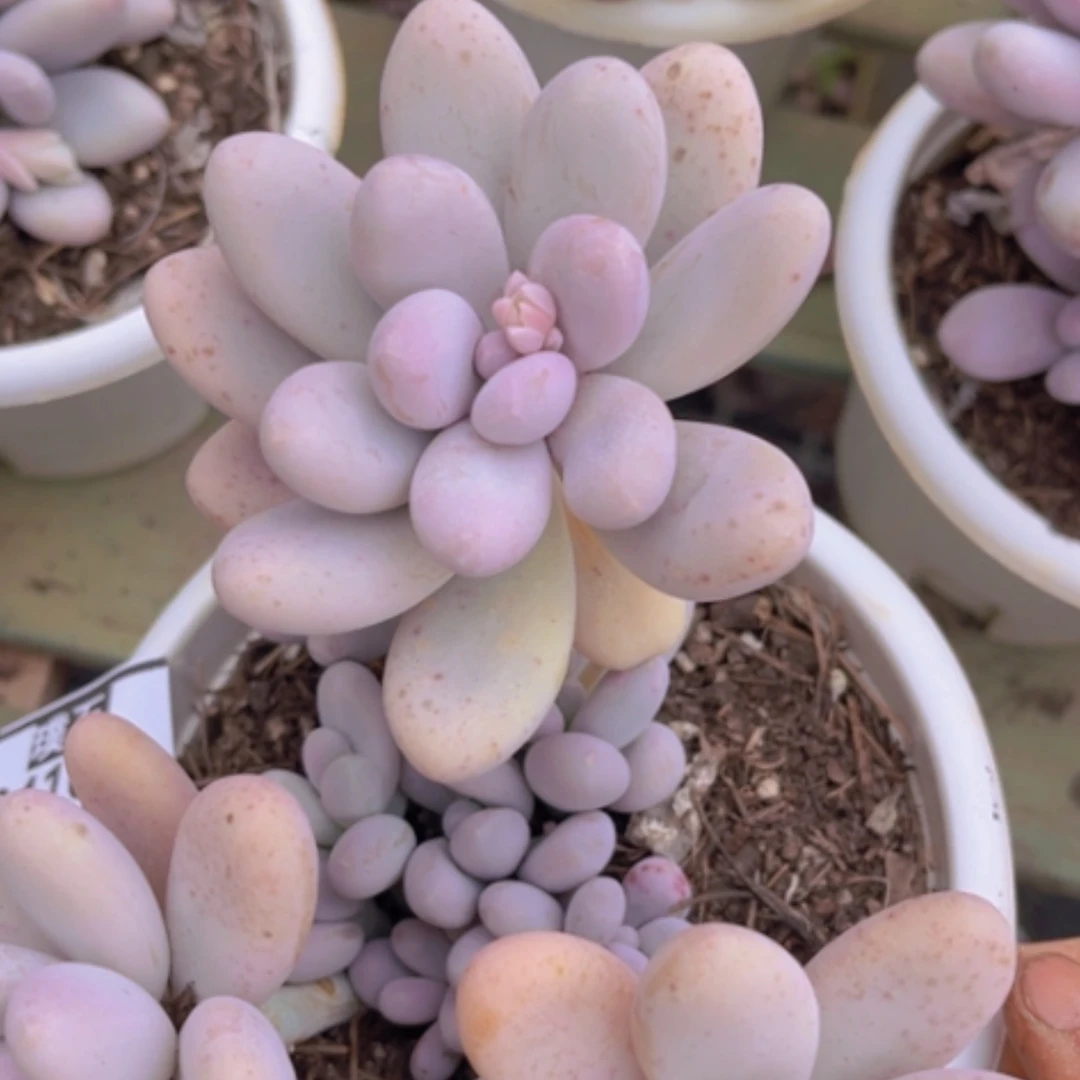 【闪购商品】原始奶04102