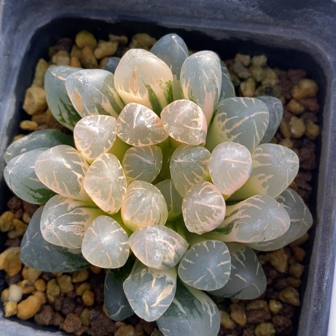 一颗实生糊斑玉露锦 特价