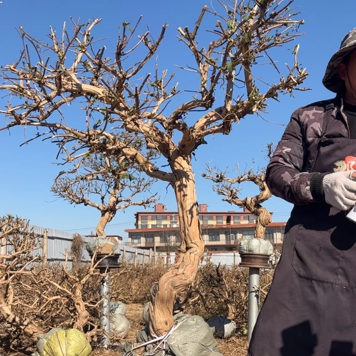 无花朵金银花老桩