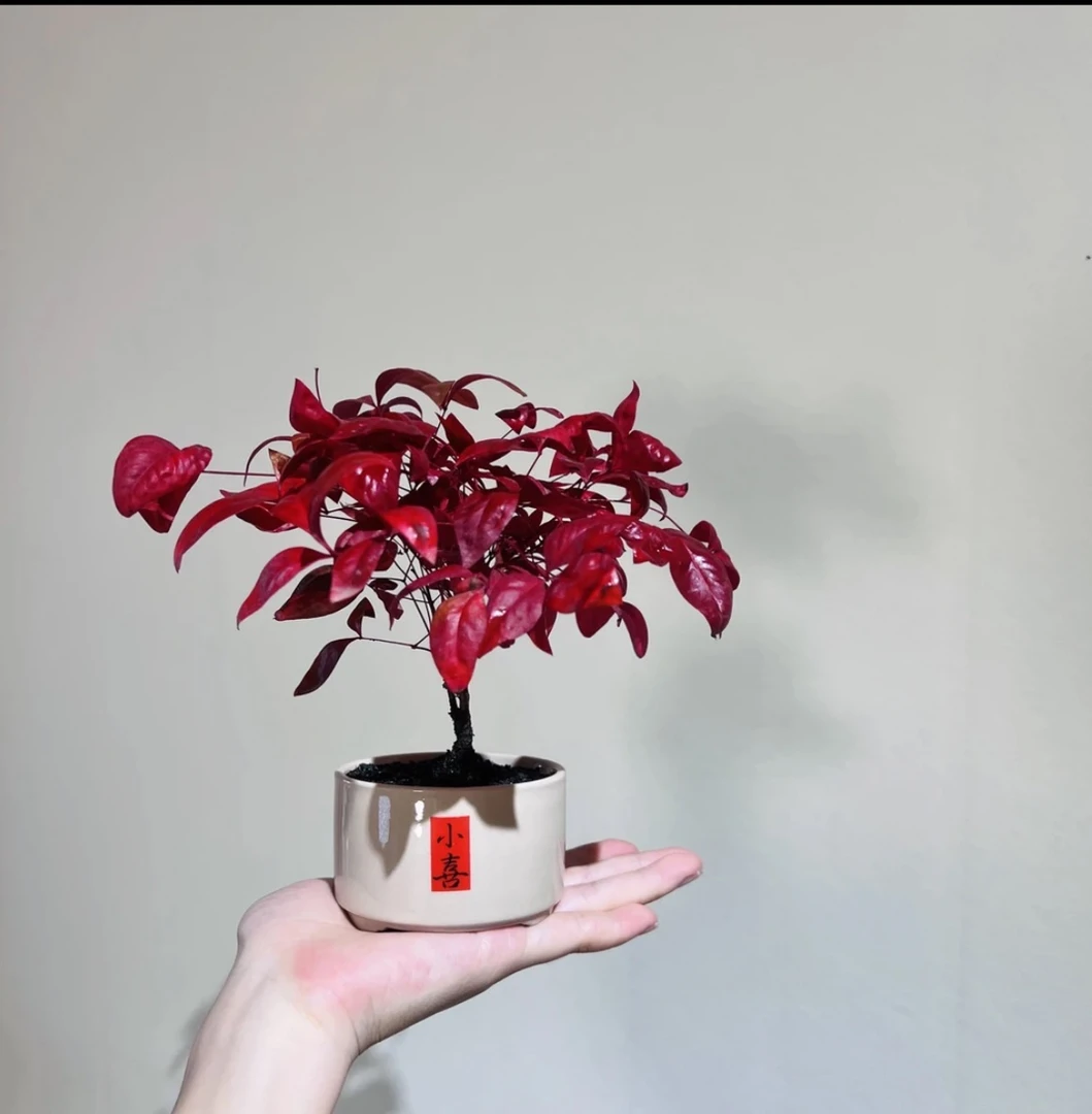 火焰南天竹盆栽红红火火年宵花室内桌面客厅摆件办公室开工绿植