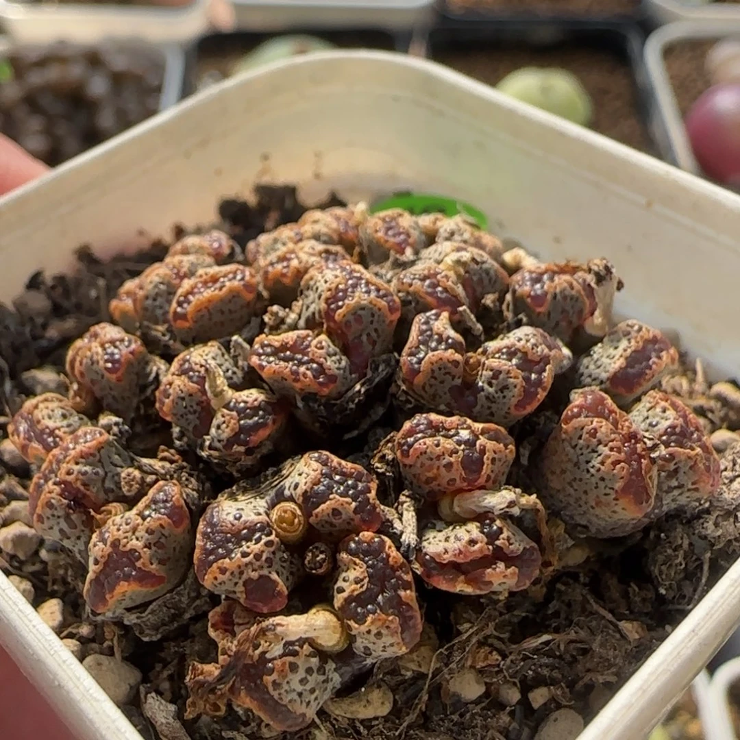 勋章群多肉植物910