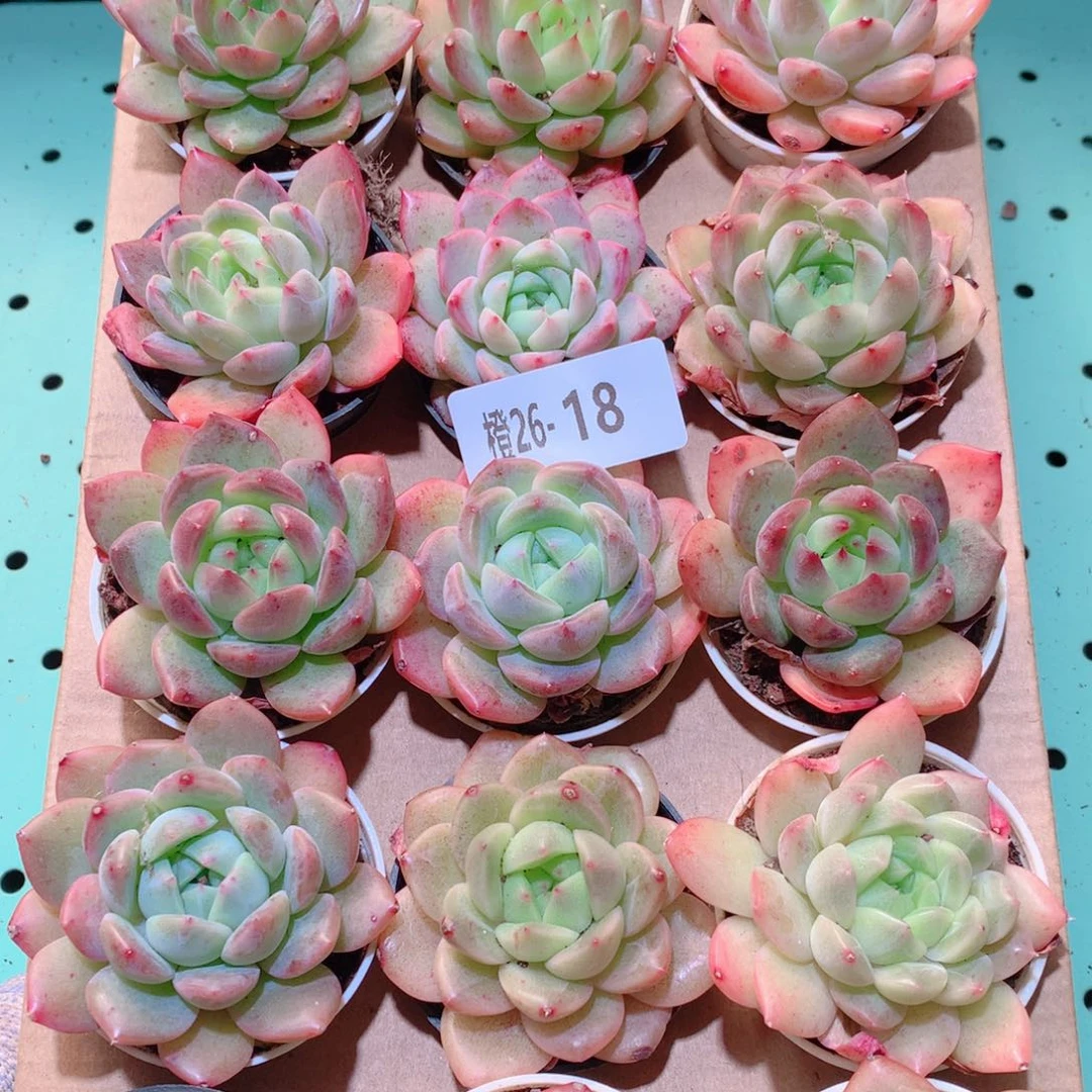 26-18一物一拍多肉带盆18颗