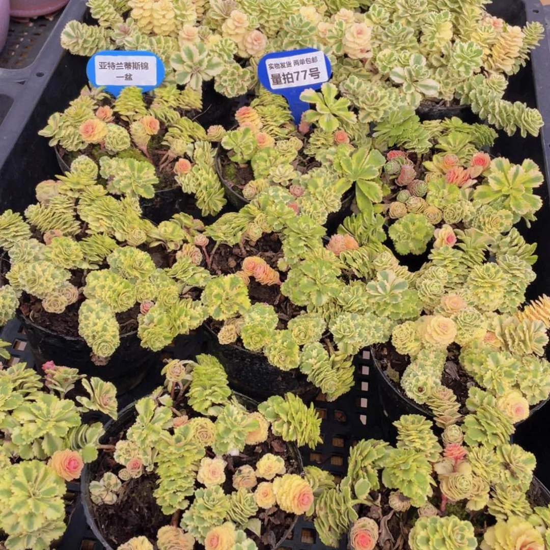 量拍77号 亚特兰蒂斯锦一盆