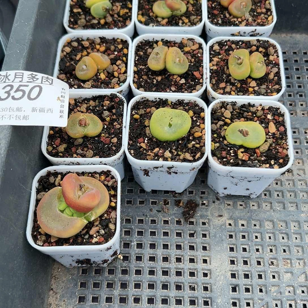 小*350水晶鞋带盆土发货